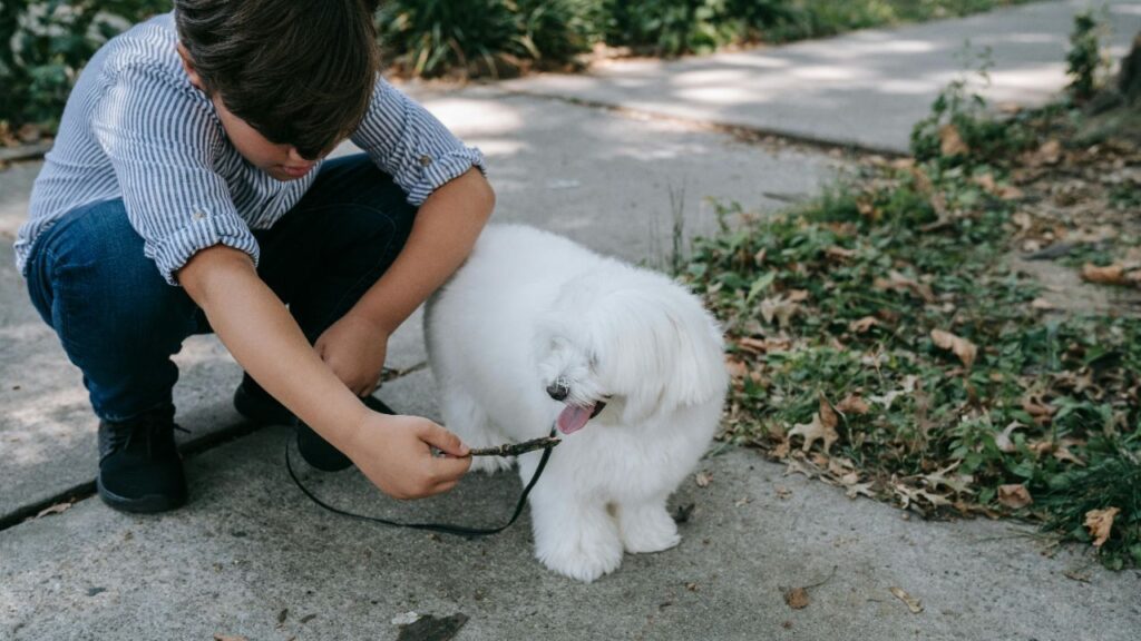 A white dog with a young boy