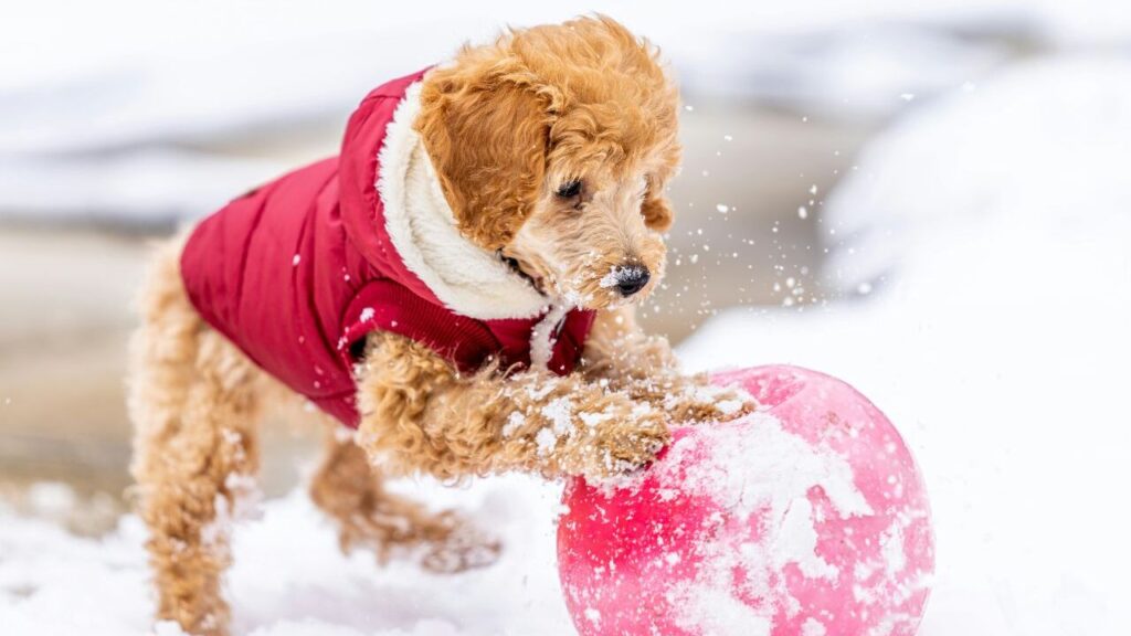 A poodle playing with pink ball