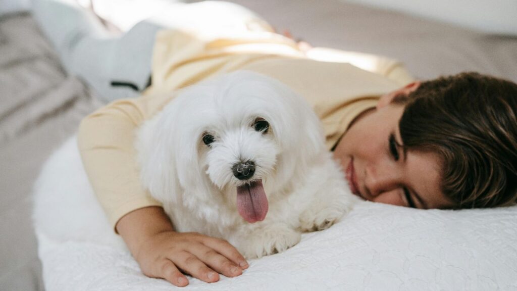 A white Bichon Frise