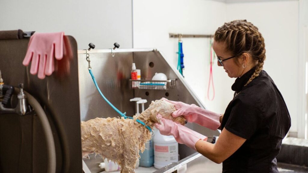 A dog getting a bath