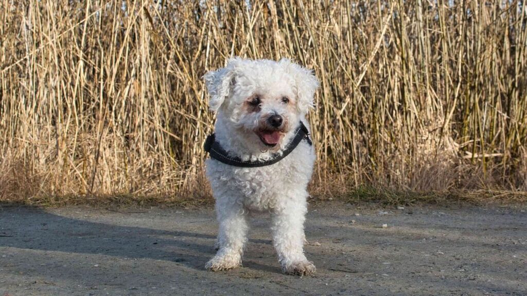 A white poodle