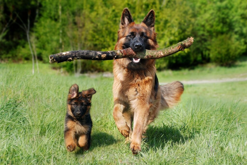 Adult and baby german shepherd 
