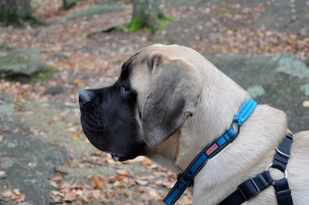English mastiff