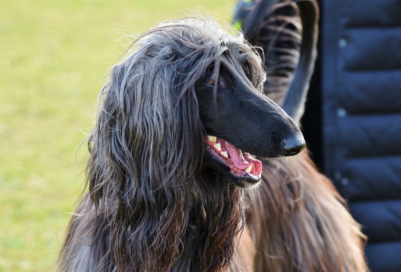 Black and grey afghan hound
