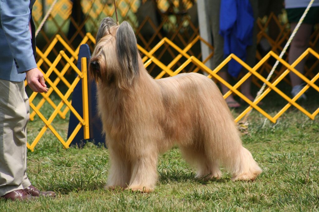 A brownish golden dog standing on grass