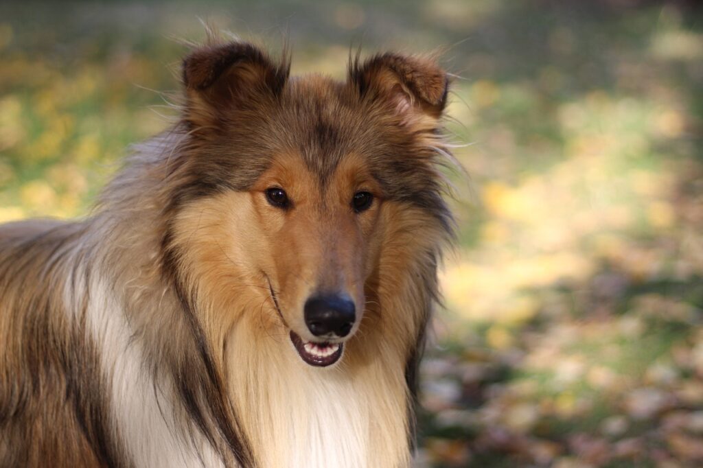A beautiful brown dog