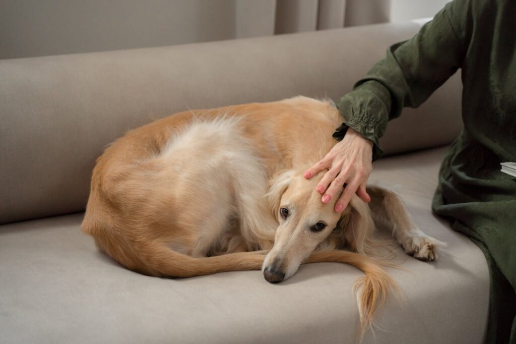 A brown saluki