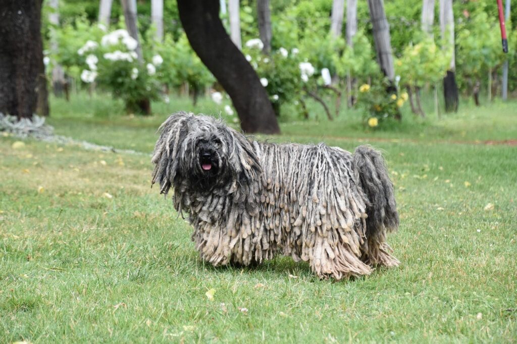 A puli dog on grass