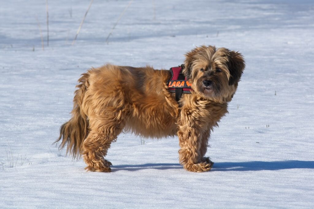 A brown tibetan terrier