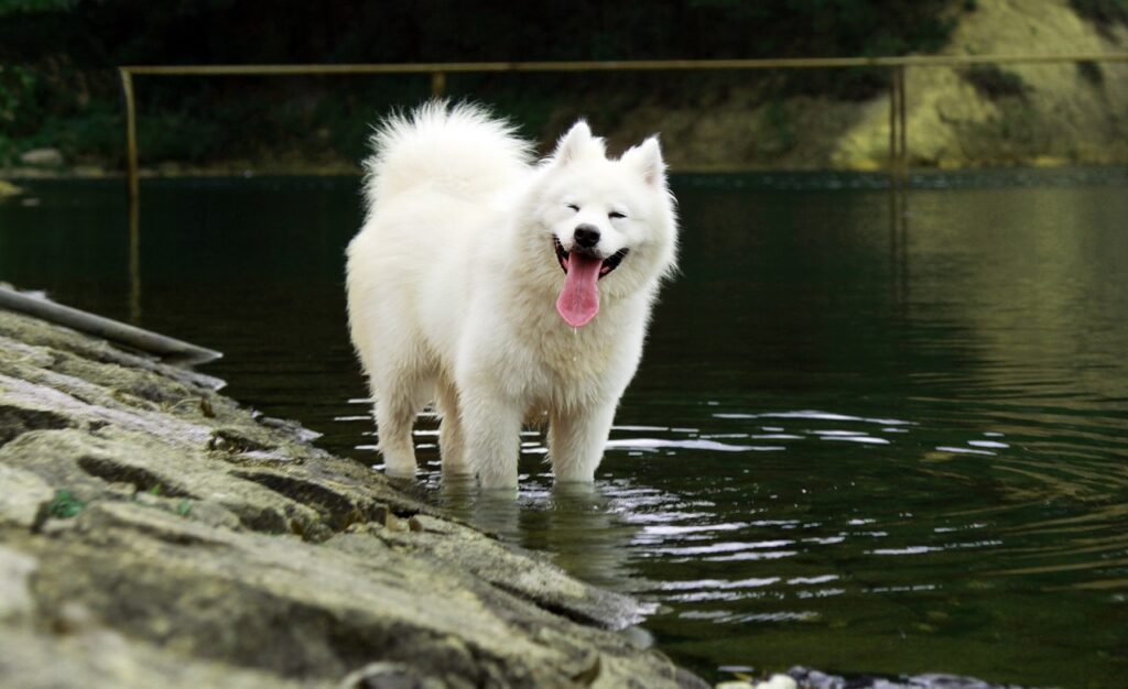 A white samoyed standing in water