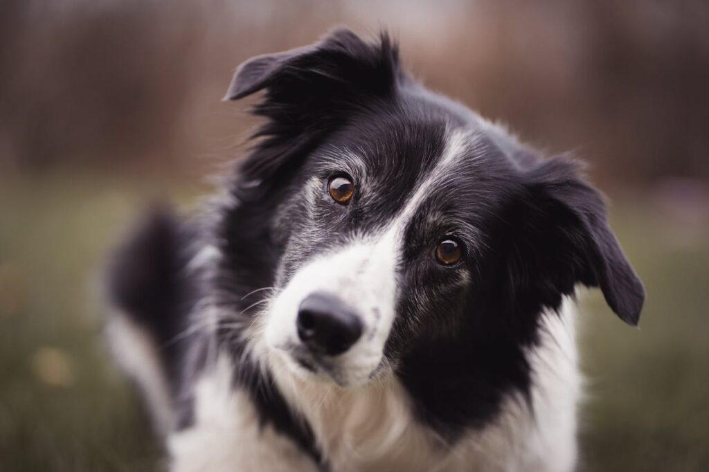 Border collie