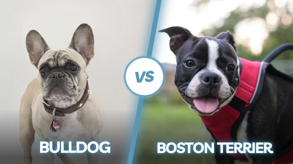 French Bulldog vs Boston Terrier