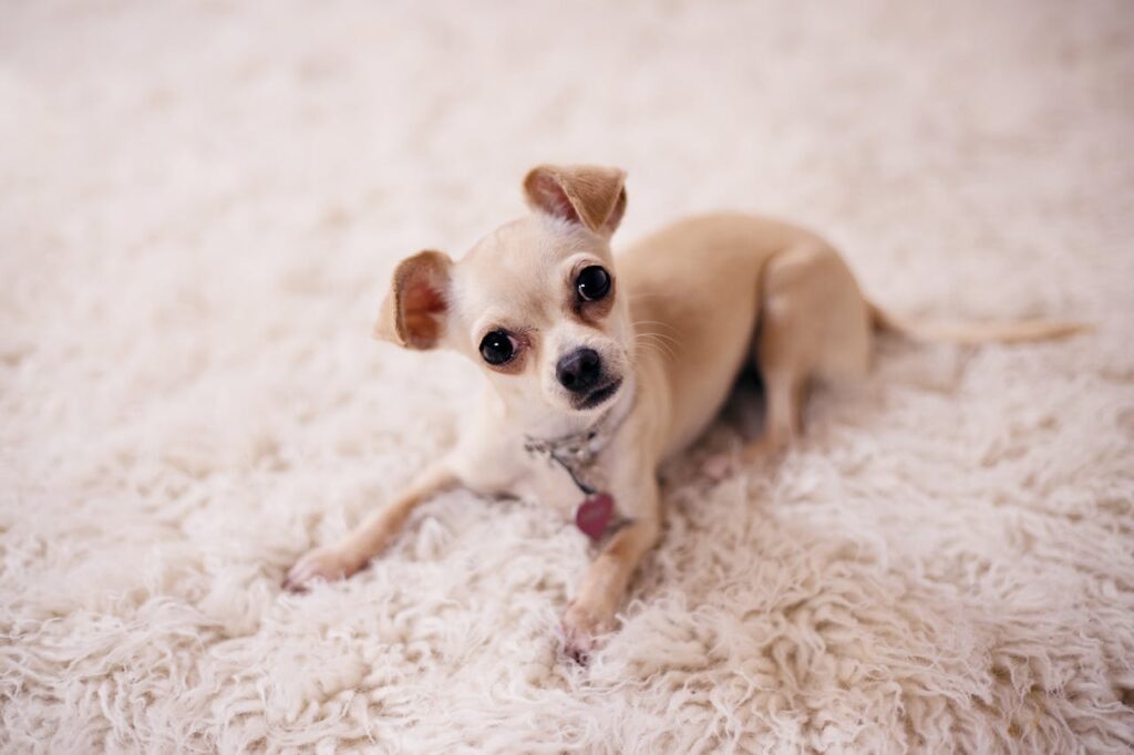 Chihuahua on rug