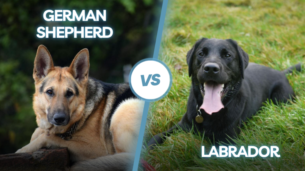 German Shepherd Vs Labrador