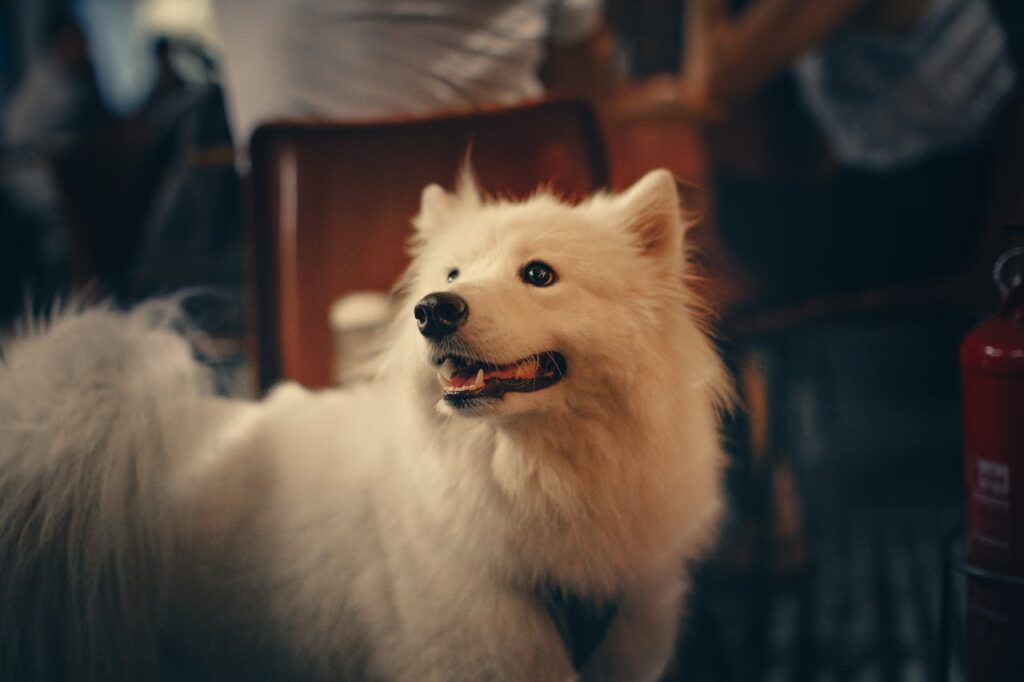 A white cute dog