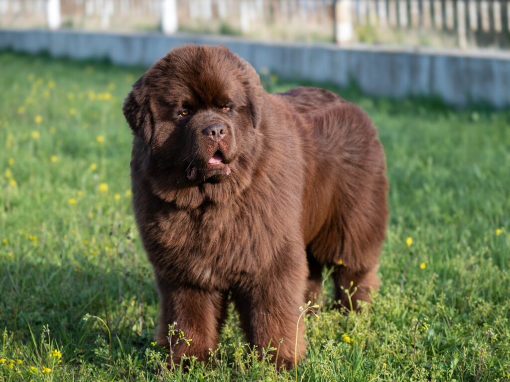 A brown fluffy dog