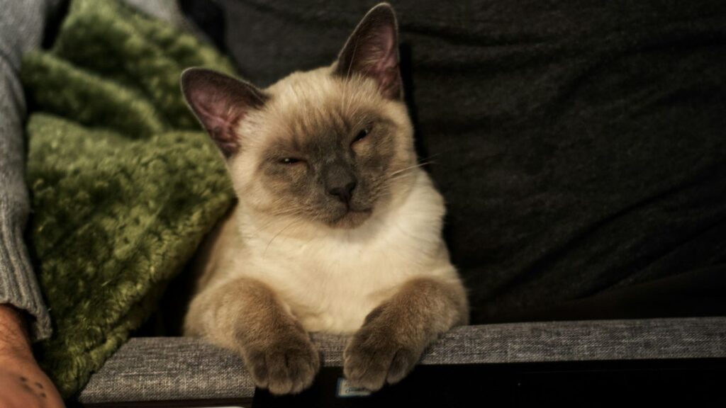 A fluffy cat with light fur and darker markings