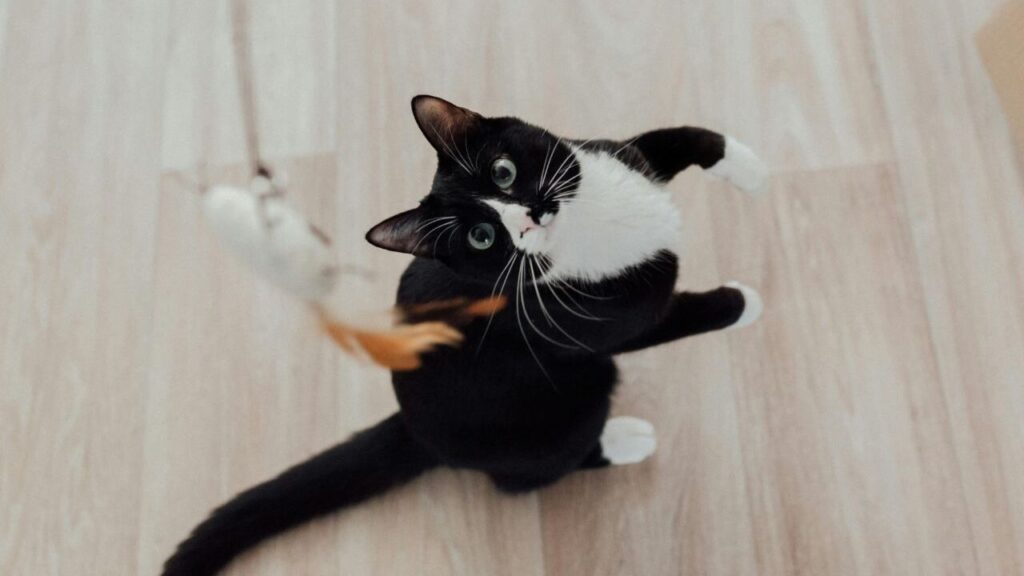 A black and white cat