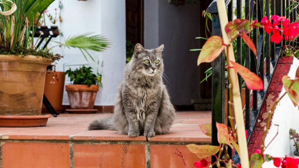 A fluffy gray cat sits on a terracotta tiled porch