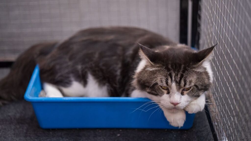 A large, fluffy cat with gray and white fur rests in a blue litter box