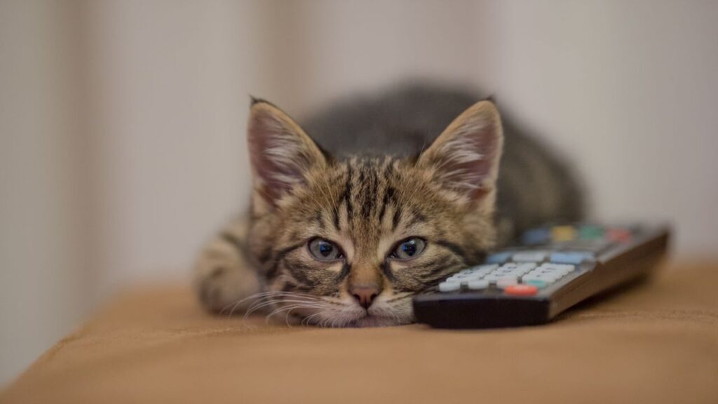  A fluffy cat with light fur and darker markings rests comfortably on a couch, leaning on its owner's lap, with a cozy green blanket in the background. The cat has a relaxed expression, with slightly squinted eyes. Preview alt txt GPT-4o mini A close-up of a striped cat resting on a textured surface, with a human hand gently petting its cheek. The cat has a relaxed expression, with one eye partially closed, and its fur features a mix of brown and black stripes. The background is blurred, focusing on the cat and the hand. Preview alt txt GPT-4o mini A young child in a colorful jacket holds a striped tabby cat close to their chest. The child’s face is partially obscured by their hair, and they are in an outdoor setting with blurred trees in the background. The cat appears calm and alert, looking away from the camera. Preview alt txt for this GPT-4o mini A fluffy gray cat sits on a terracotta tiled porch, looking attentively to the side. Flowering plants in pots surround the area, with green leaves and vibrant pink flowers adding color. The background features a glimpse of a doorway and more greenery, creating a peaceful outdoor setting. Preview alt txt GPT-4o mini A large, fluffy cat with gray and white fur rests in a blue litter box, leaning its head on the edge. Its eyes are half-closed, and it has a relaxed expression. The background shows a wire mesh enclosure, indicating that the cat is in an animal shelter or similar environment. Preview alt txt for this GPT-4o mini A young tabby kitten with big blue eyes rests its head on a remote control