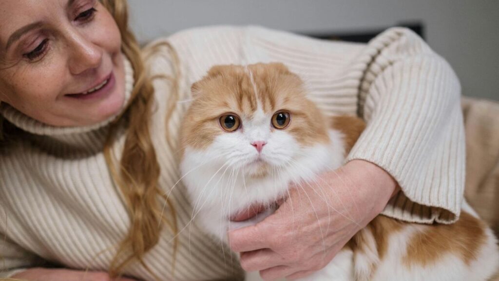 A white and brown cat