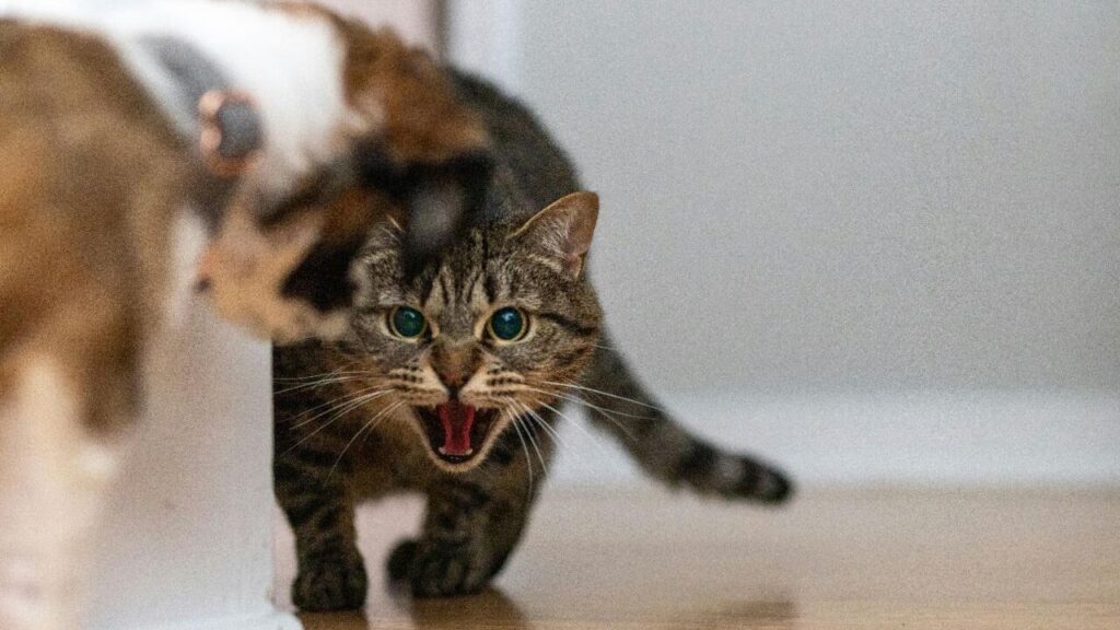 A tabby cat with bright blue eyes is seen mid-yowl