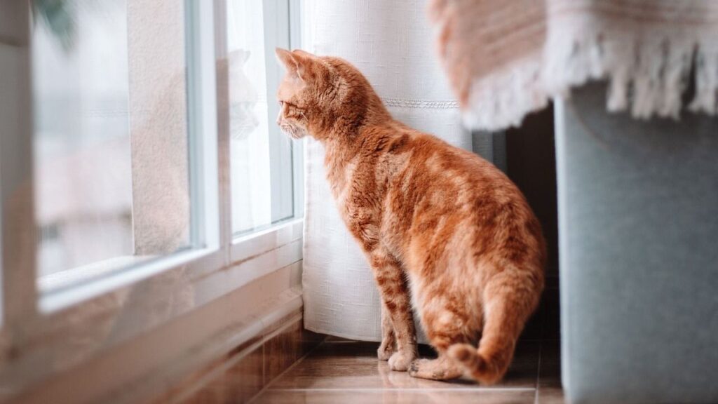 An orange tabby cat sits on a tiled floor