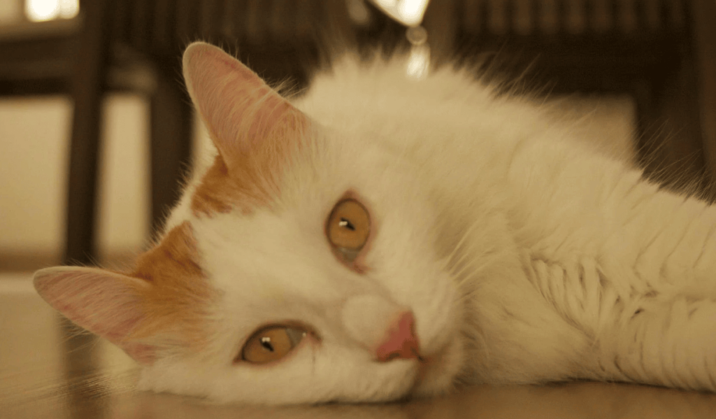 beautiful turkish van cat