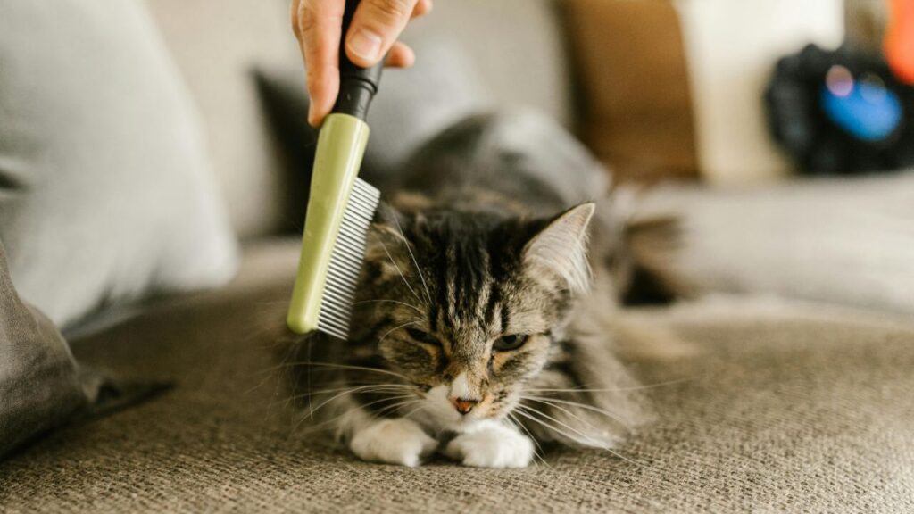 A person combs a long-haired gray cat using a green grooming comb
