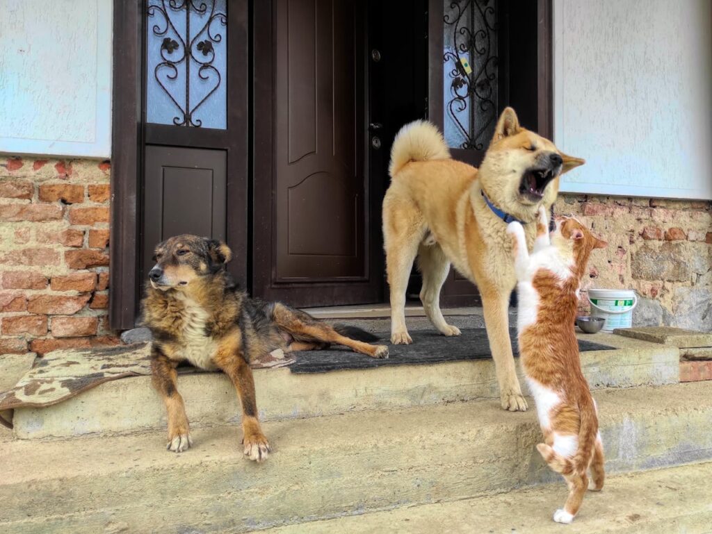 A tan Akita dog stands on a porch, barking with its mouth open