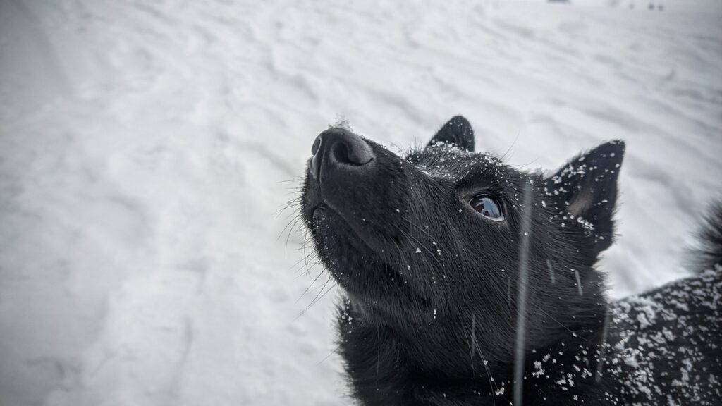 A close-up of a black dog looking up