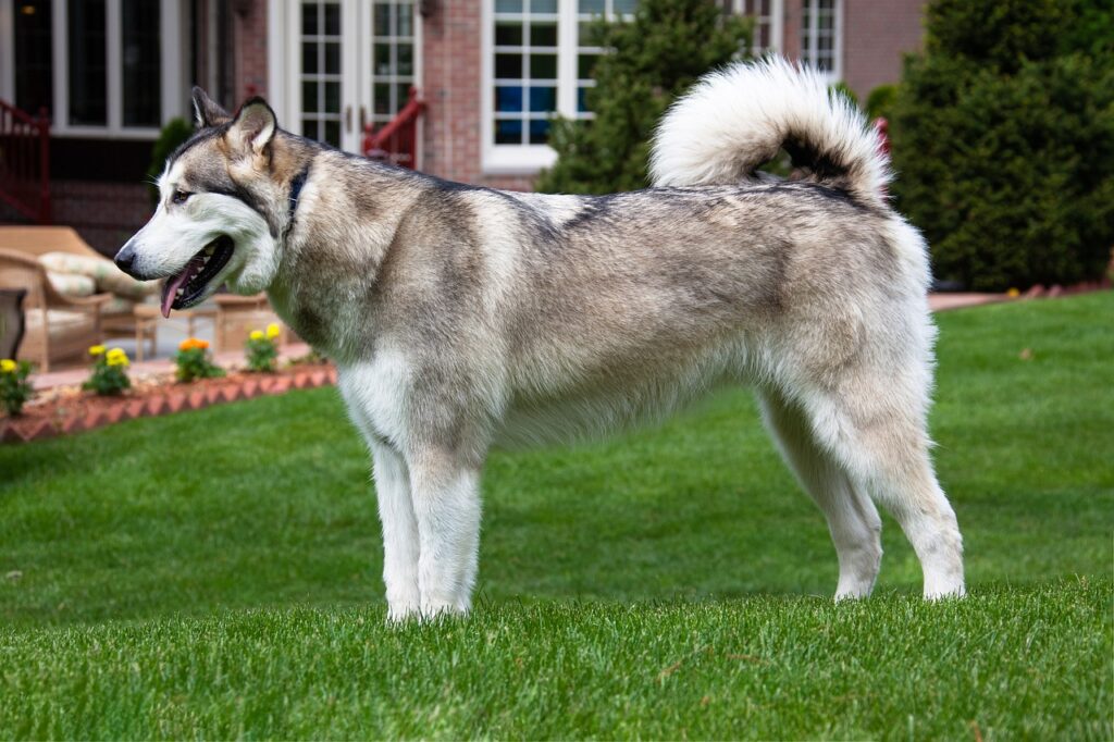 Alaskan
