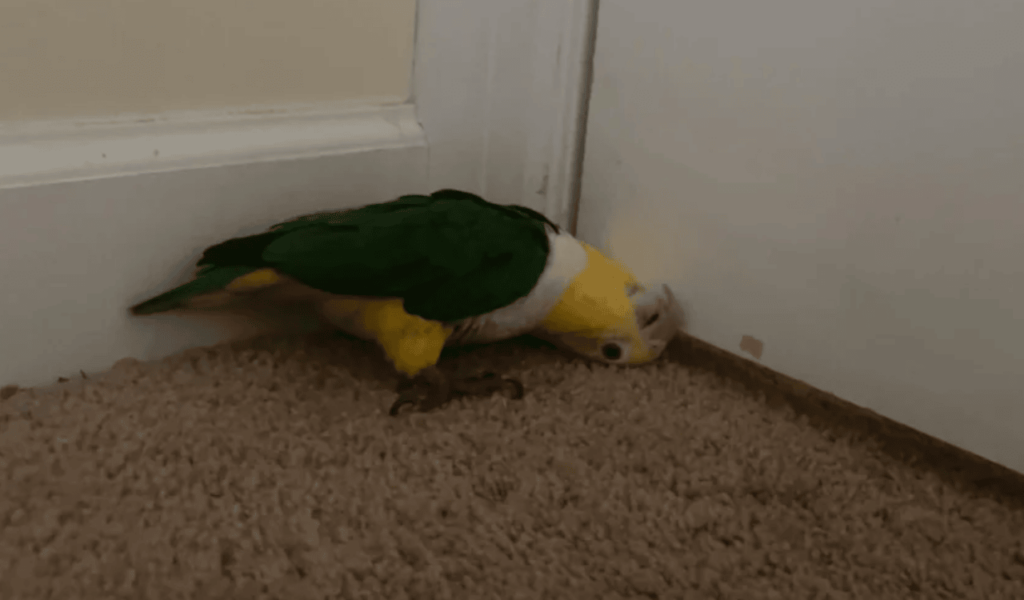 Caique and Conures