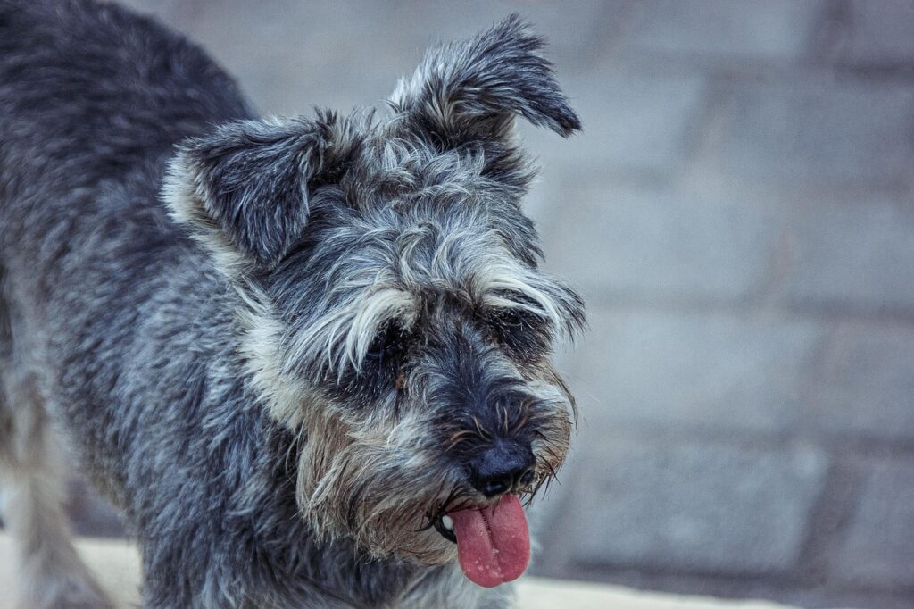 A close-up of a scruffy gray dog