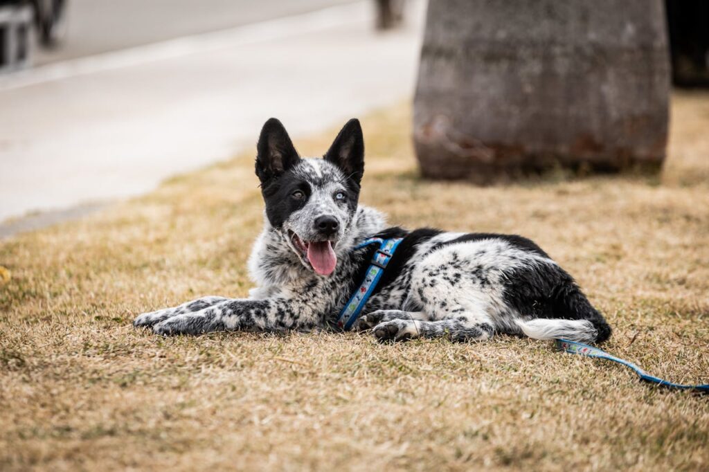 Australian cattle dog