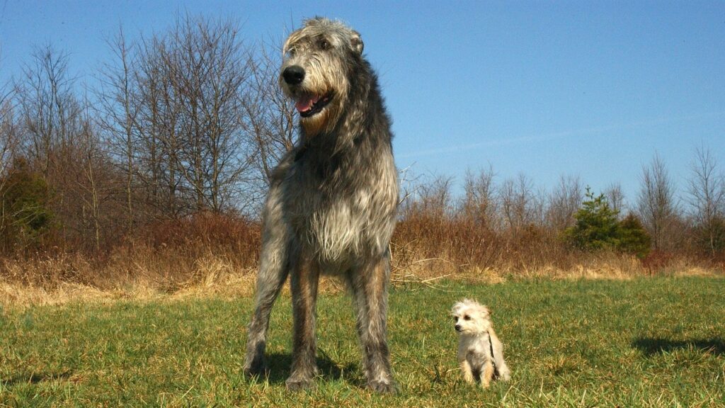 Irish wolfhound with tiny white dog