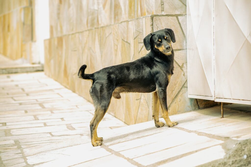 A black dog