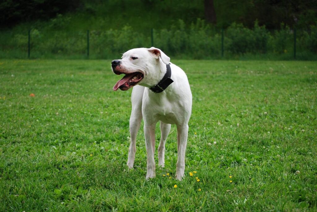A white dog stands in a grassy field