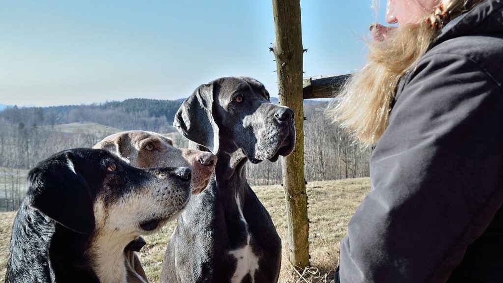 great dane