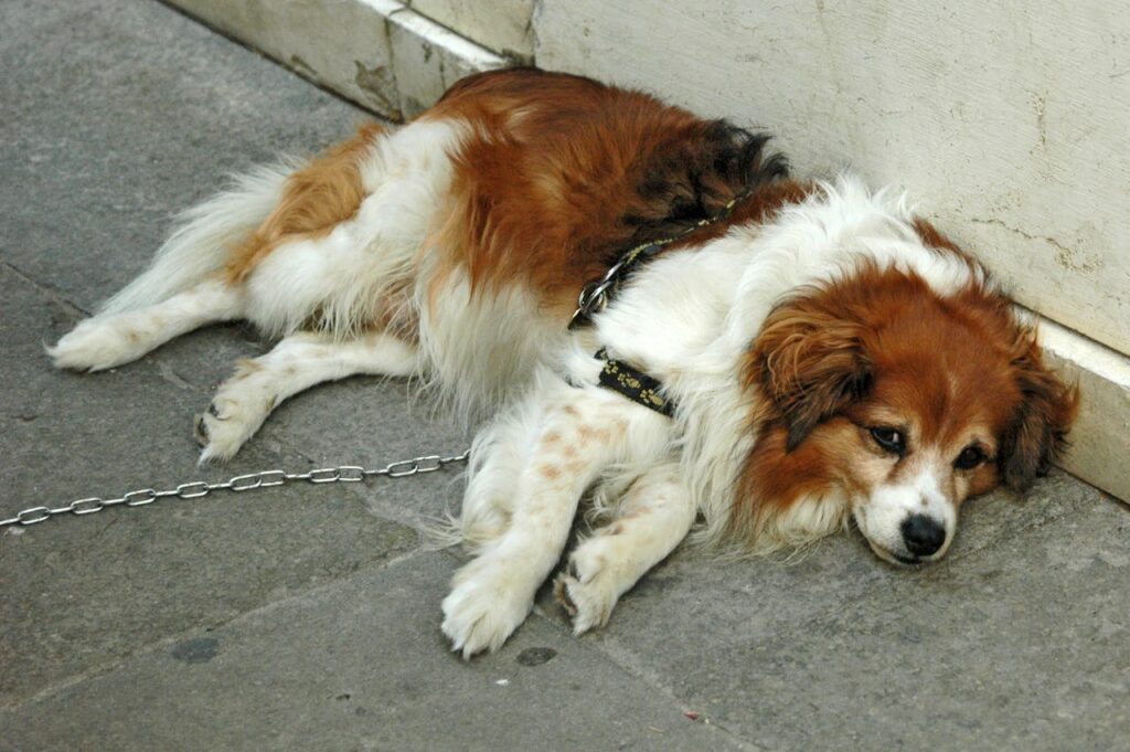 Dog lying on the street