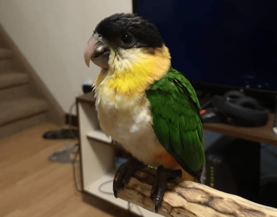 black headed caique