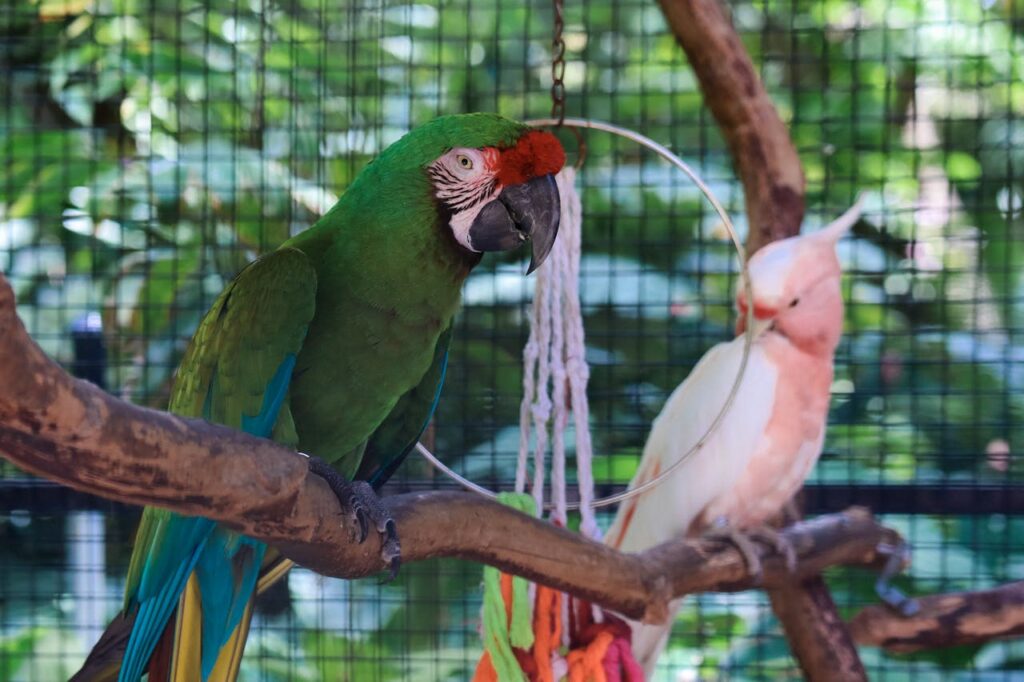 Macaw and Cockatoo