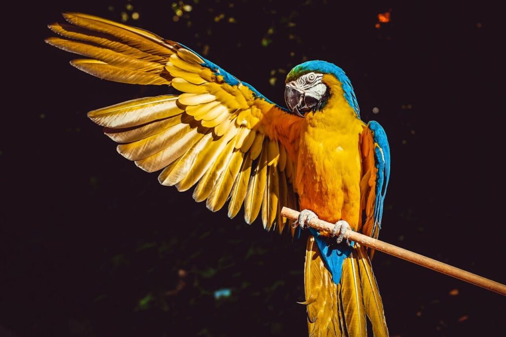 Macaw with its wing open
