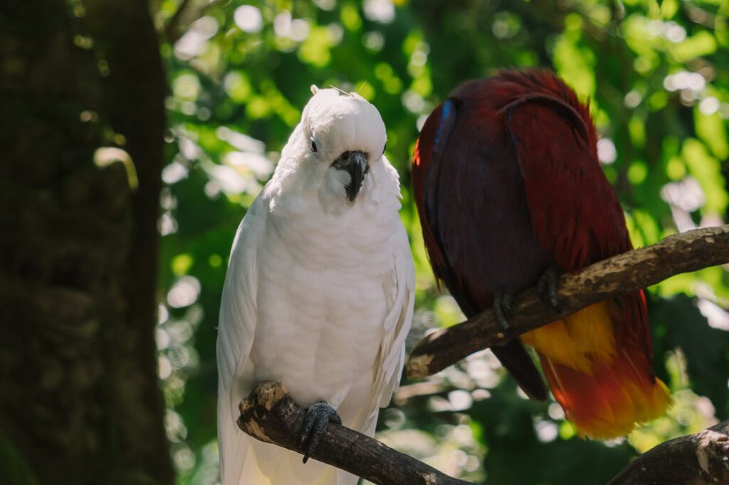 Macaw and cockatoo together