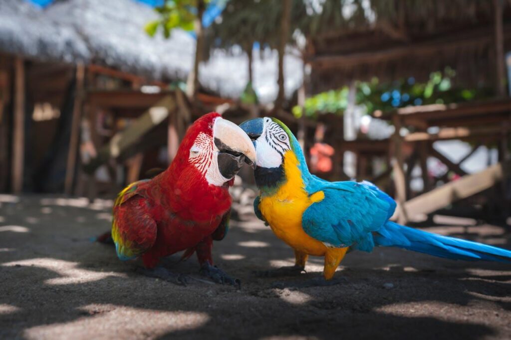 Two macaws dancing
