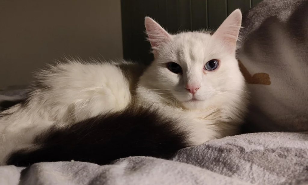 A White Turkish Van