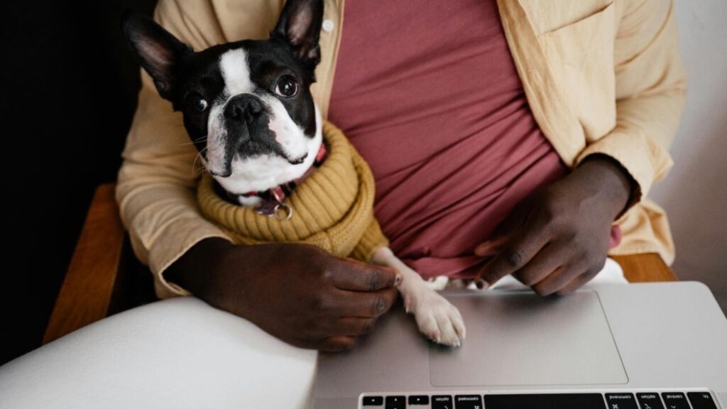 dog with busy owner