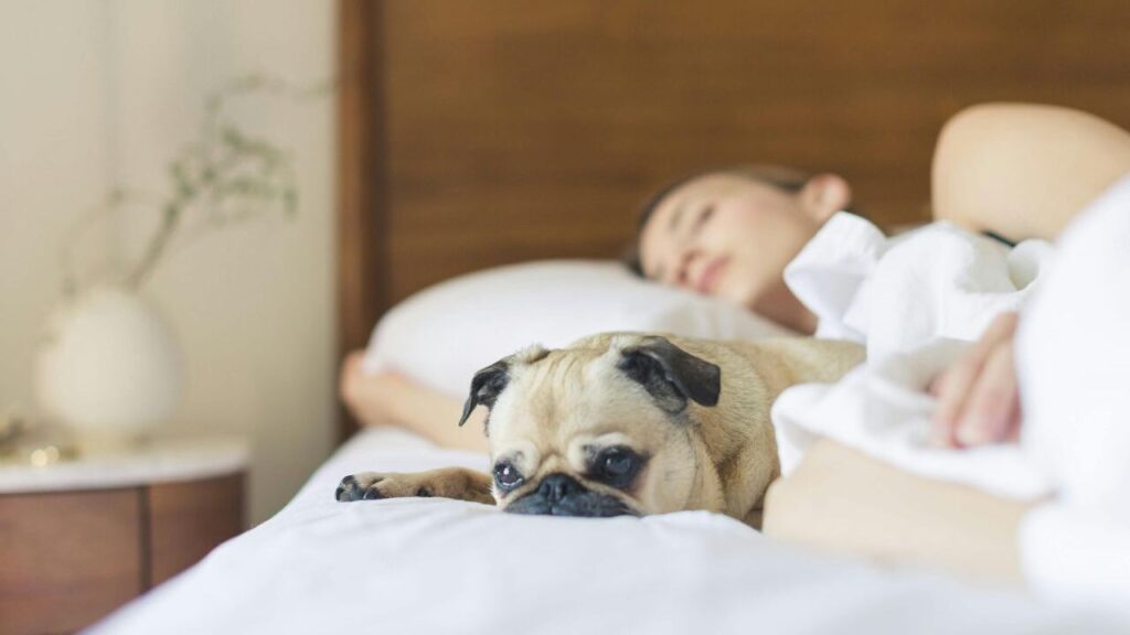 A cute pug with a woman in bed