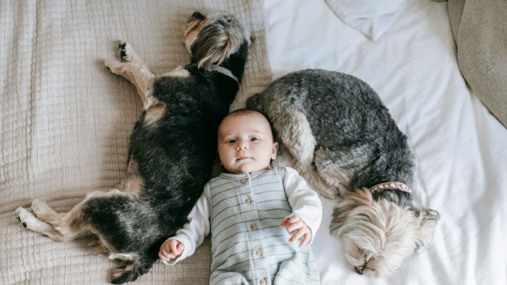 A baby lying in between the dogs